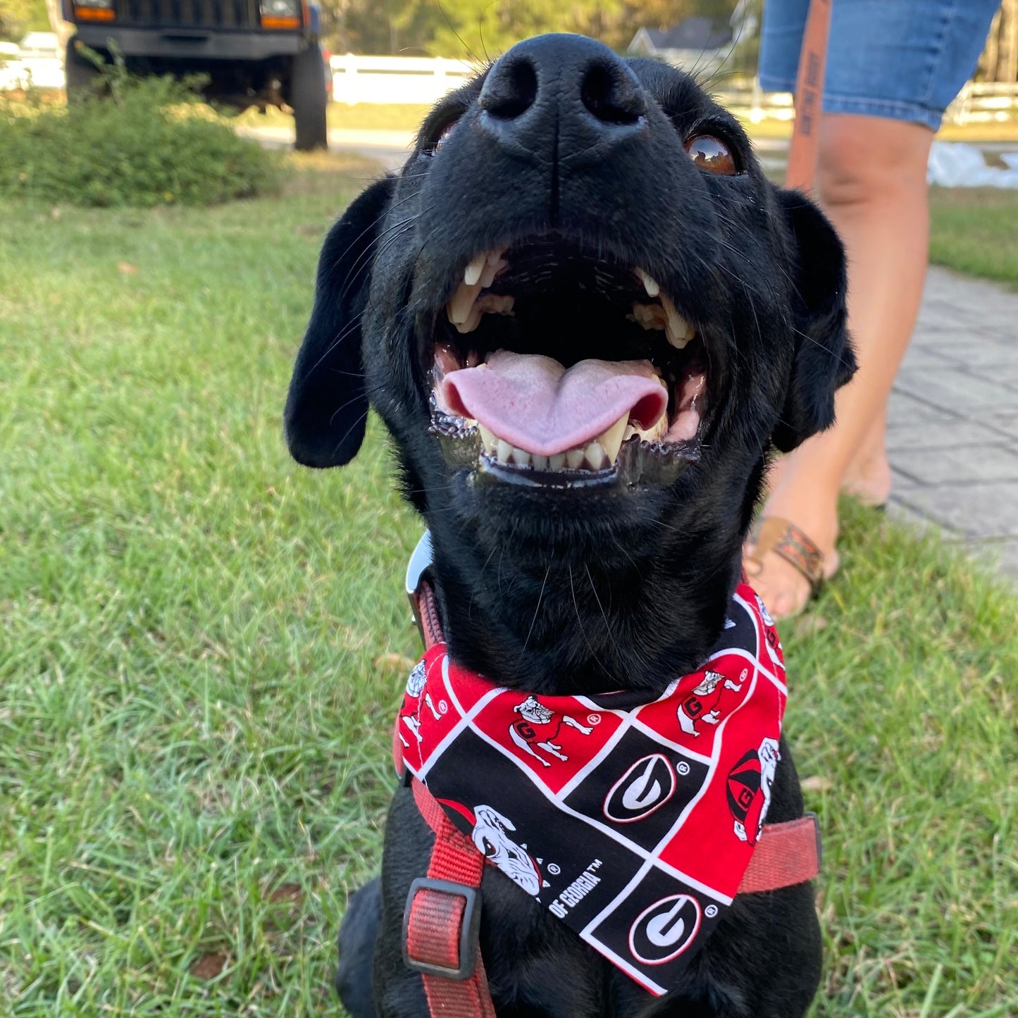 Scrunchie Georgia bandana image 0