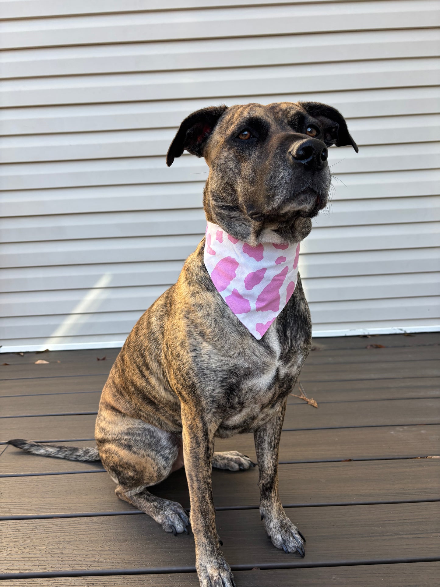 Scrunchie Pink Cow Bandana