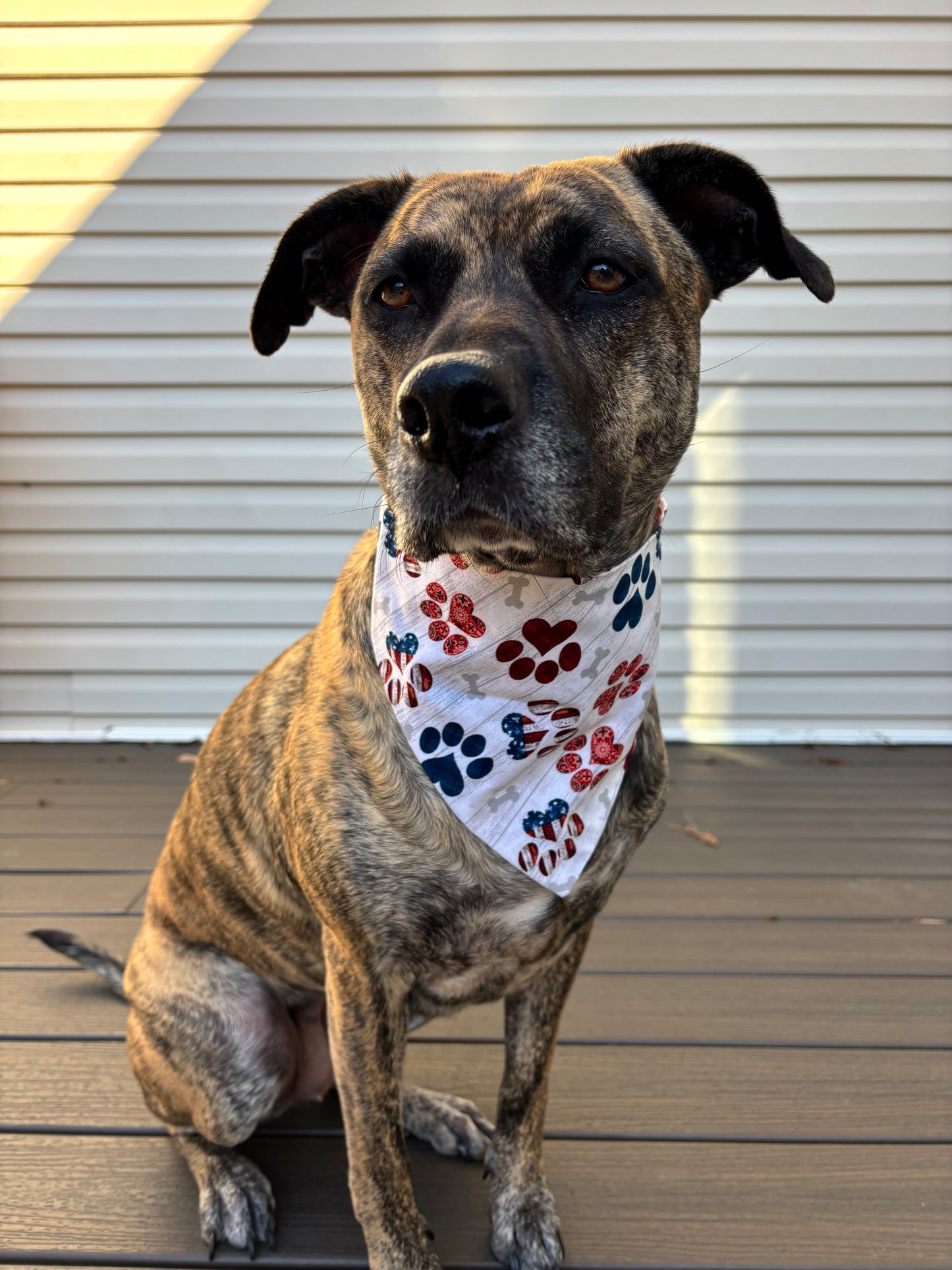 Patriotic paw Scrunchie