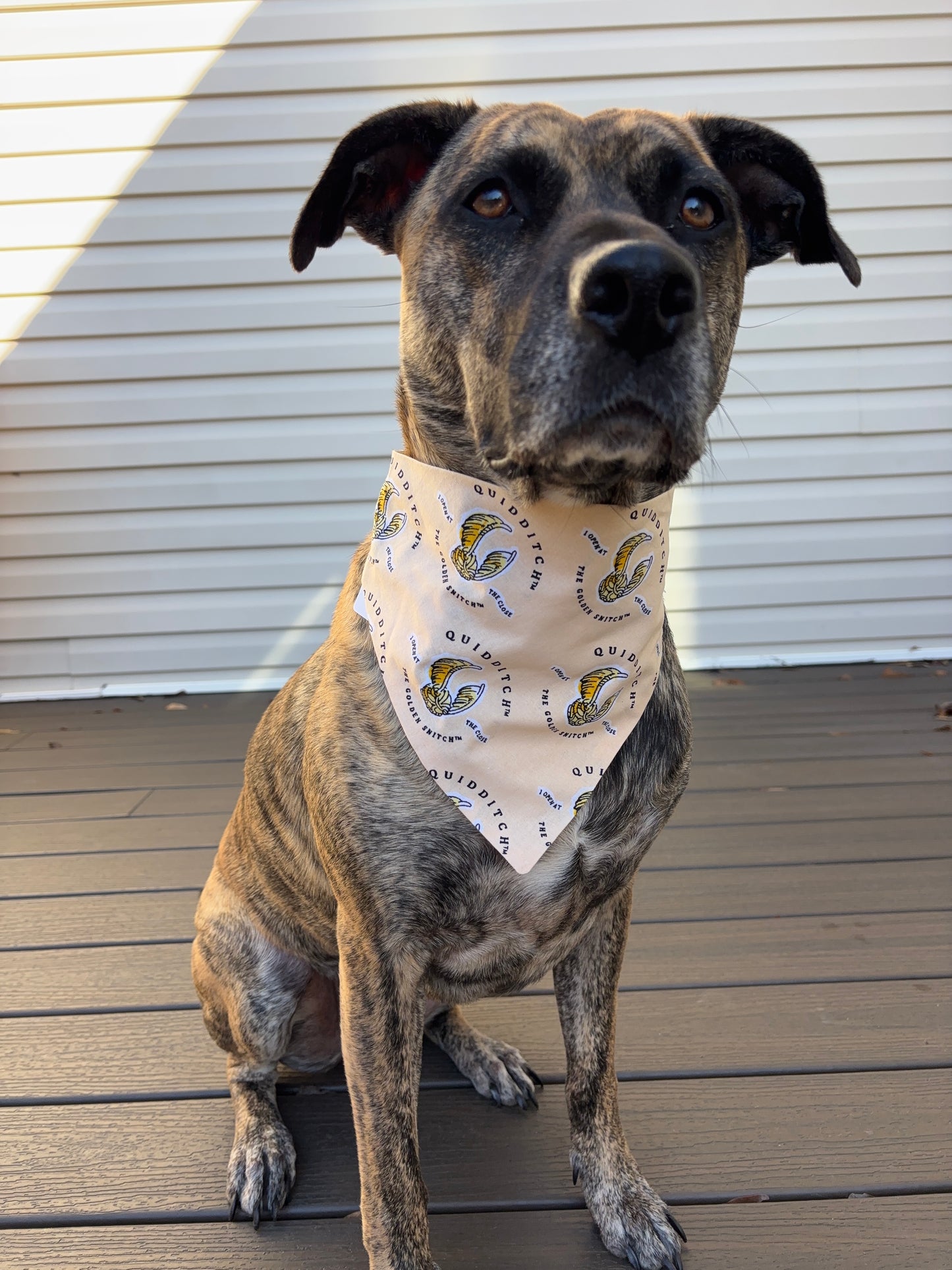 Scrunchie Golden Snitch Bandana