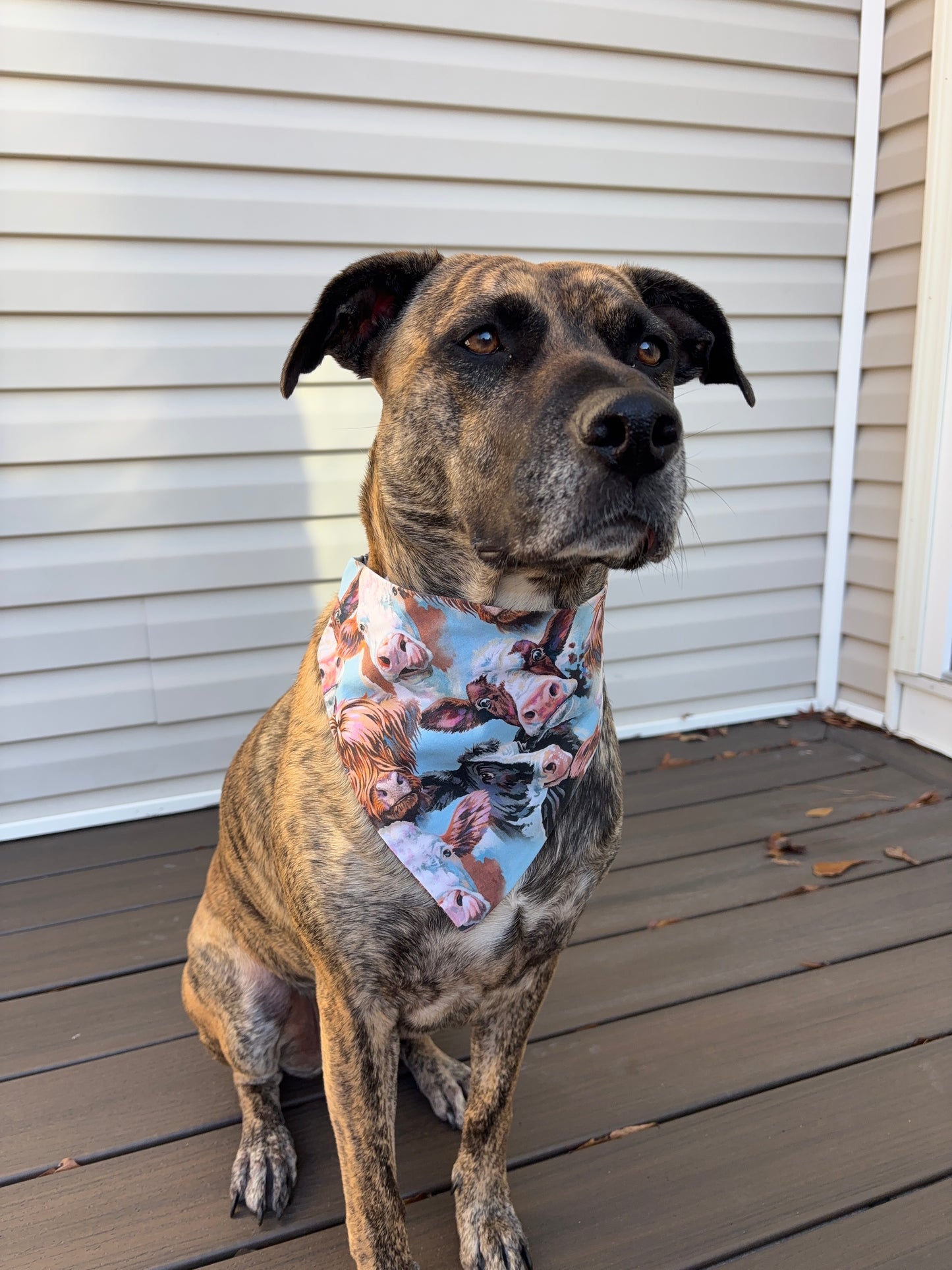 Scrunchie Cow Face Bandana
