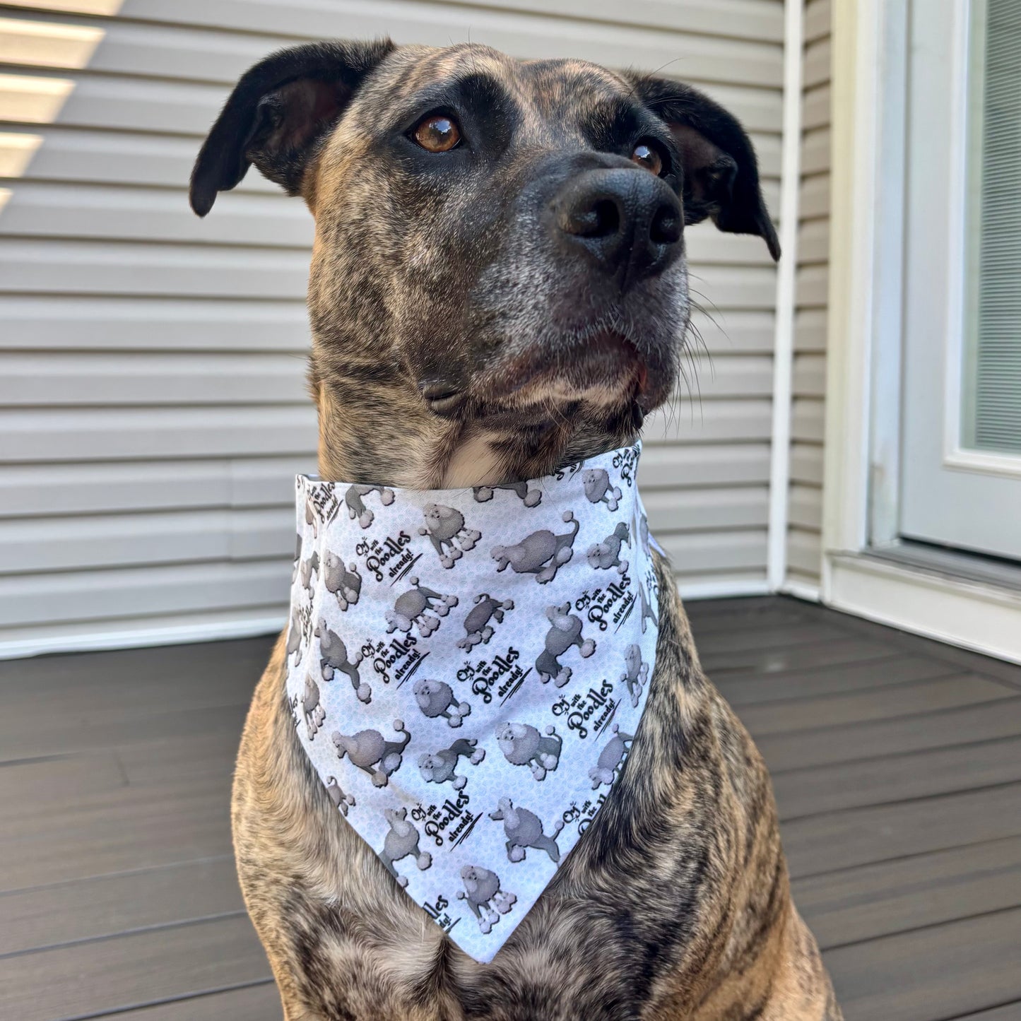 Oi with the poodles already