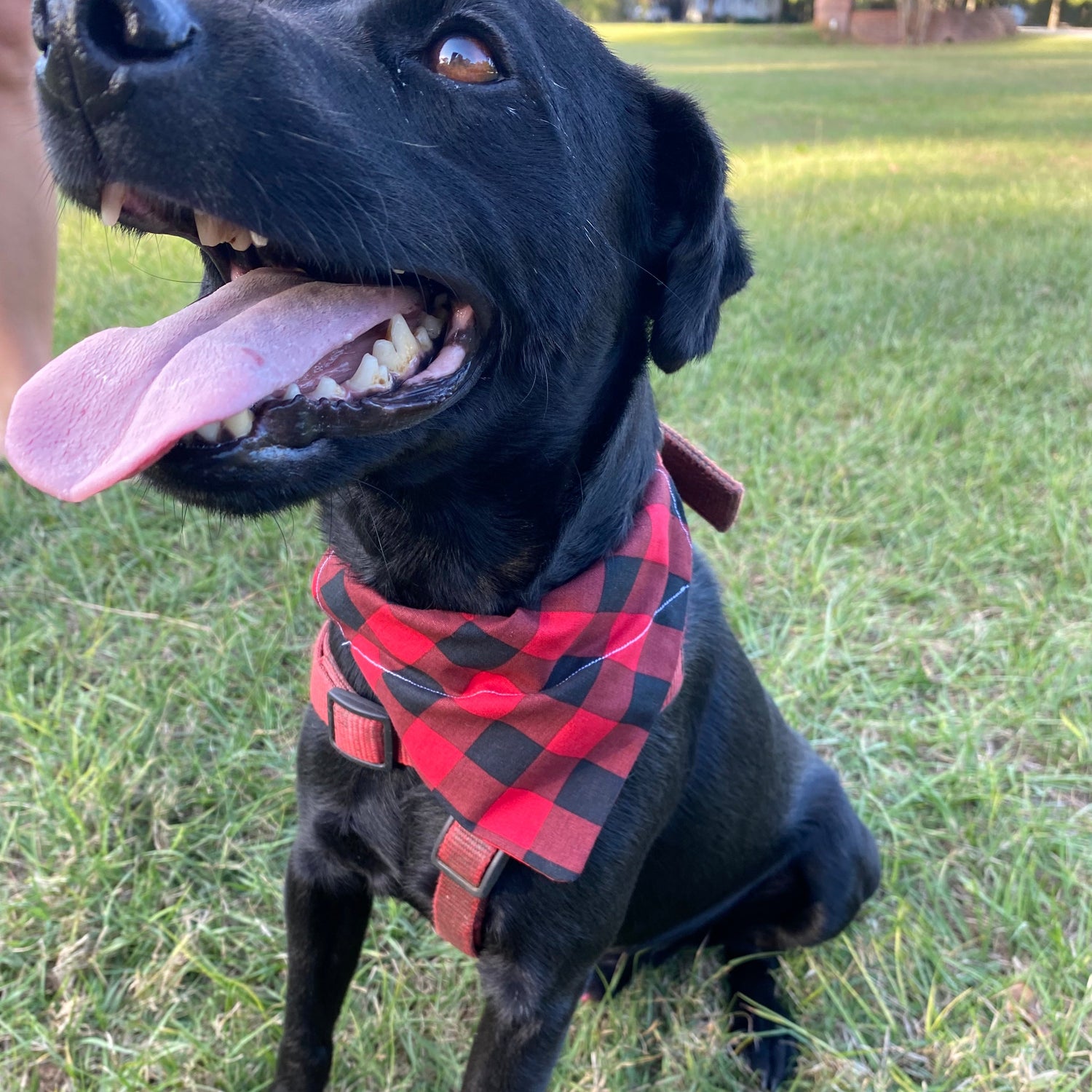Over Collar Bandanas