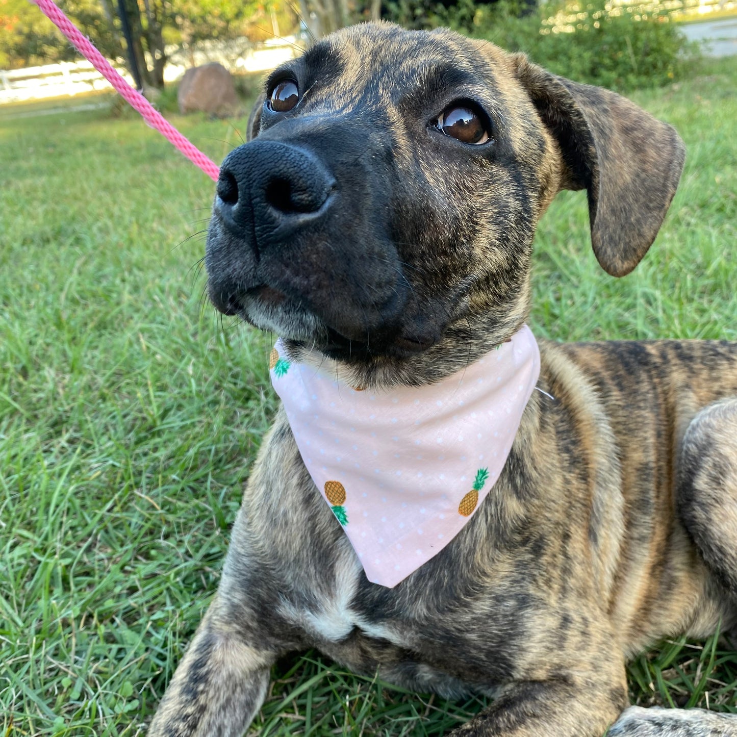 Pineapple Bandana image 0