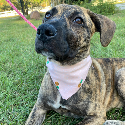 Pineapple Bandana image 0