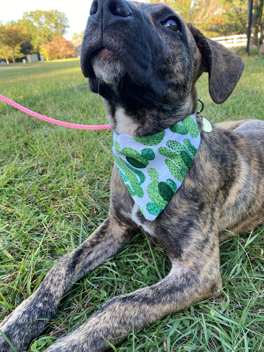 Cactus Bandana image 0