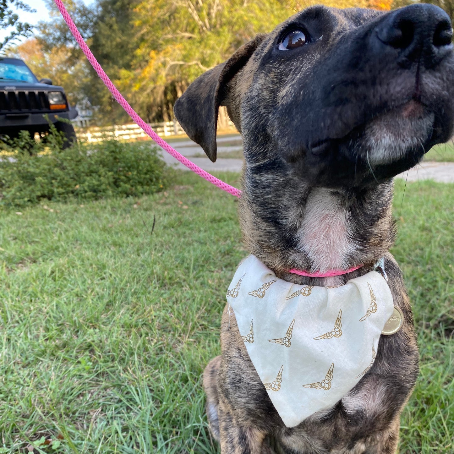Golden Snitch bandana image 0