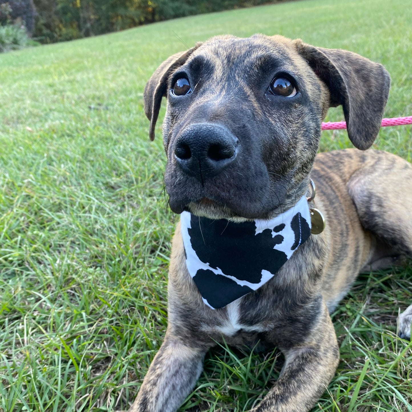 Cow bandana image 0