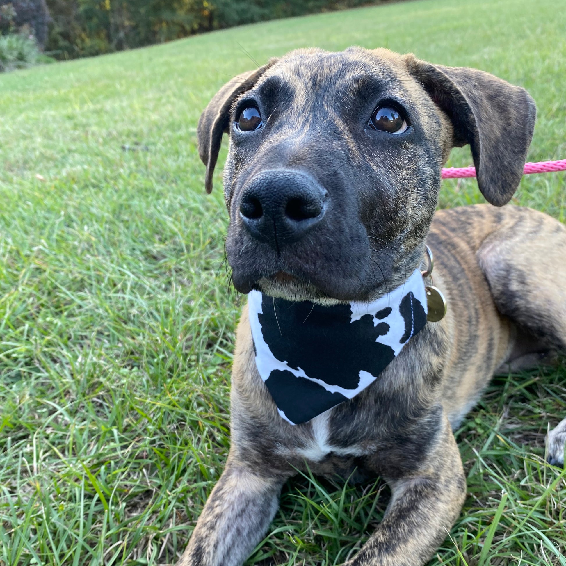 Cow bandana image 0