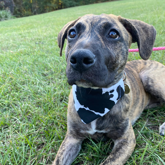 Cow bandana image 0