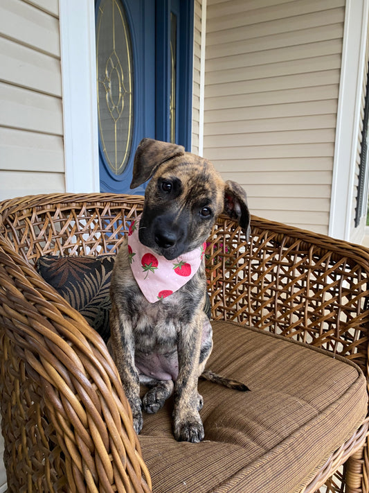 Strawberry bandana image 0